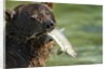 Brown Bear Fishing for Salmon, Katmai National Park, Alaska by Anonymous