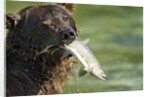 Brown Bear Fishing for Salmon, Katmai National Park, Alaska by Anonymous