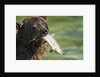 Brown Bear Fishing for Salmon, Katmai National Park, Alaska by Anonymous