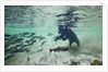 Grizzly Bear, Katmai National Park, Alaska by Anonymous