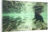 Underwater Brown Bear, Katmai National Park, Alaska by Anonymous