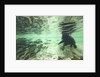 Underwater Brown Bear, Katmai National Park, Alaska by Anonymous