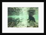 Underwater Brown Bear, Katmai National Park, Alaska by Anonymous