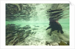 Underwater Brown Bear, Katmai National Park, Alaska by Anonymous
