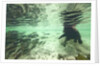 Underwater Brown Bear, Katmai National Park, Alaska by Anonymous