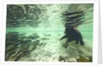 Underwater Brown Bear, Katmai National Park, Alaska by Anonymous