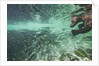 Underwater Brown Bear, Katmai National Park, Alaska by Anonymous