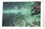Underwater Brown Bear, Katmai National Park, Alaska by Anonymous