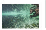 Underwater Brown Bear, Katmai National Park, Alaska by Anonymous