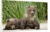 Brown Bear Cubs, Katmai National Park, Alaska by Anonymous