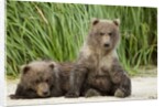 Brown Bear Cubs, Katmai National Park, Alaska by Anonymous