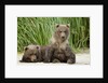 Brown Bear Cubs, Katmai National Park, Alaska by Anonymous
