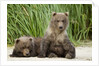 Brown Bear Cubs, Katmai National Park, Alaska by Anonymous