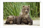 Brown Bear Cubs, Katmai National Park, Alaska by Anonymous