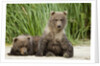 Brown Bear Cubs, Katmai National Park, Alaska by Anonymous