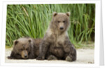 Brown Bear Cubs, Katmai National Park, Alaska by Anonymous