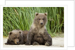 Brown Bear Cubs, Katmai National Park, Alaska by Anonymous
