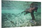 Underwater Brown Bear, Katmai National Park, Alaska by Anonymous