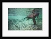 Underwater Brown Bear, Katmai National Park, Alaska by Anonymous