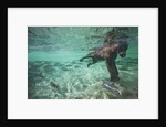 Underwater Brown Bear, Katmai National Park, Alaska by Anonymous