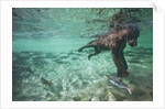 Underwater Brown Bear, Katmai National Park, Alaska by Anonymous