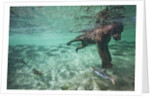 Underwater Brown Bear, Katmai National Park, Alaska by Anonymous