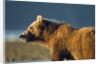 Brown Bear at Dawn, Katmai National Park, Alaska by Anonymous