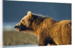 Brown Bear at Dawn, Katmai National Park, Alaska by Anonymous