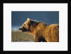 Brown Bear at Dawn, Katmai National Park, Alaska by Anonymous