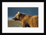 Brown Bear at Dawn, Katmai National Park, Alaska by Anonymous
