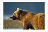Brown Bear at Dawn, Katmai National Park, Alaska by Anonymous