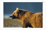 Brown Bear at Dawn, Katmai National Park, Alaska by Anonymous