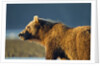 Brown Bear at Dawn, Katmai National Park, Alaska by Anonymous