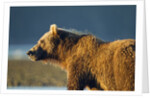 Brown Bear at Dawn, Katmai National Park, Alaska by Anonymous