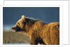 Brown Bear at Dawn, Katmai National Park, Alaska by Anonymous