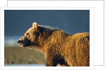 Brown Bear at Dawn, Katmai National Park, Alaska by Anonymous