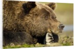 Brown Bear, Katmai National Park, Alaska by Anonymous