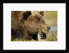 Brown Bear, Katmai National Park, Alaska by Anonymous