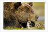 Brown Bear, Katmai National Park, Alaska by Anonymous