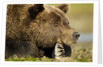 Brown Bear, Katmai National Park, Alaska by Anonymous