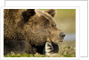 Brown Bear, Katmai National Park, Alaska by Anonymous