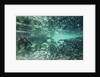Underwater Brown Bear, Katmai National Park, Alaska by Anonymous