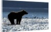 Brown Bear, Katmai National Park, Alaska by Anonymous