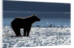 Brown Bear, Katmai National Park, Alaska by Anonymous