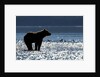 Brown Bear, Katmai National Park, Alaska by Anonymous