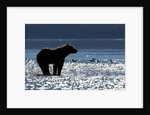 Brown Bear, Katmai National Park, Alaska by Anonymous