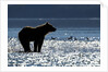 Brown Bear, Katmai National Park, Alaska by Anonymous