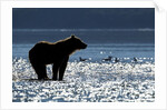 Brown Bear, Katmai National Park, Alaska by Anonymous