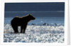 Brown Bear, Katmai National Park, Alaska by Anonymous