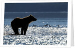 Brown Bear, Katmai National Park, Alaska by Anonymous